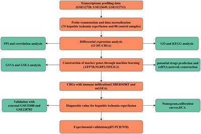 Identification and validation of potential diagnostic signature and immune cell infiltration for HIRI based on cuproptosis-related genes through bioinformatics analysis and machine learning